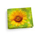 Обложка для студенческого билет STD1 «Sunflower»