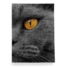 Обложка для паспорта, PAS2 «Cat Eyes»
