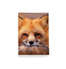 Обложка для паспорта, PAS2 «Лиса горизонтальная»