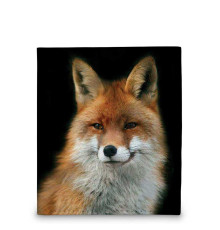 Кошелек мини PR17 «Лиса вертикальная»